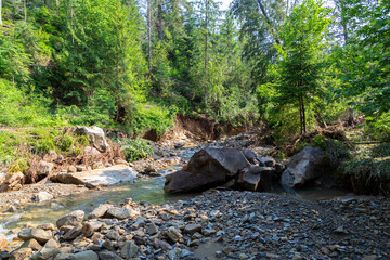 Forest mountain river at summer