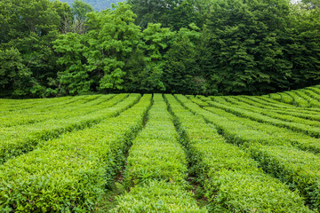Fototapeta na wymiar Aerial view of tea plantation.Top view of an agricultural field of Green Tea with beautiful geometric shapes grown in a tropical humid climate. Macesta Sochi