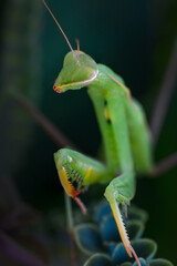 Close up of pair of Beautiful European mantis ( Mantis religiosa )