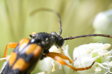 Leptura quadrifasciata sucking nectar from the flower