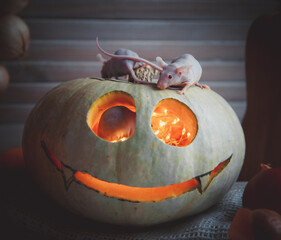 Pretty Hairless albino mice with Haloween pumpkins