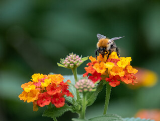 Biene in Blüte