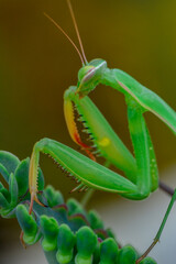 Close up of pair of Beautiful European mantis ( Mantis religiosa )