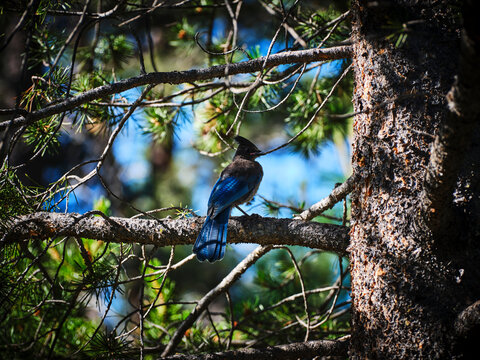Blue Jay