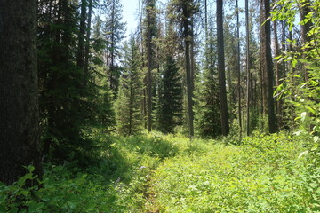 Fototapeta premium Trees in an overgrown forest path