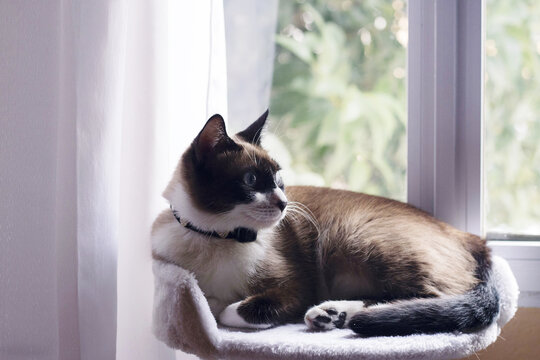 Gato en casa minimalista