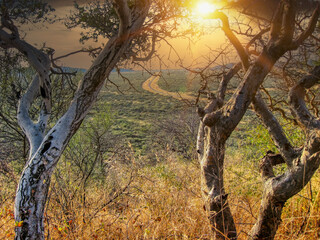 Obraz na płótnie Canvas African bush