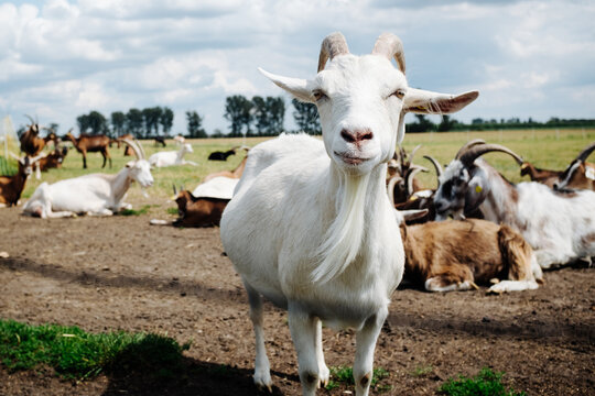 Cheeky White Goat