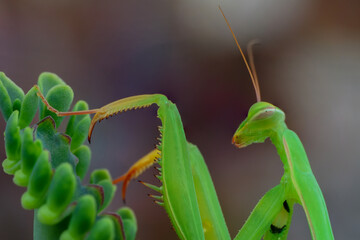 Close up of pair of Beautiful European mantis ( Mantis religiosa )