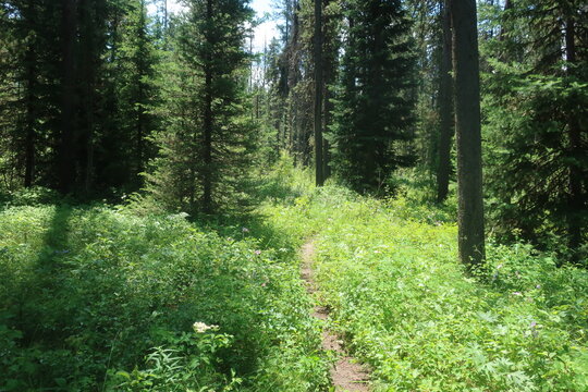 Trees In An Overgrown Forest Path