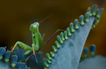 Close up of pair of Beautiful European mantis ( Mantis religiosa )