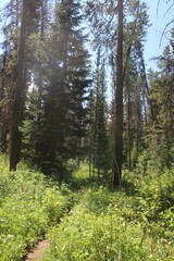 Trees in an overgrown forest path