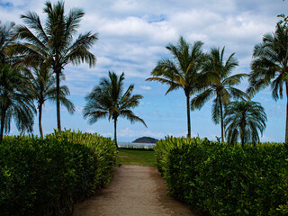 Fototapeta na wymiar palm trees on the beach of riviera