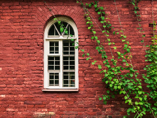 Fototapeta na wymiar White window on a red-brown brick wall. Ivy starts growing on the wall.