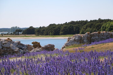 Nature reserve Holmhällar at Gotland, Sweden