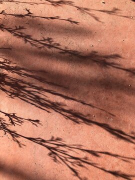 Plant shadow on adobe wall