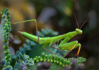 Close up of pair of Beautiful European mantis ( Mantis religiosa )