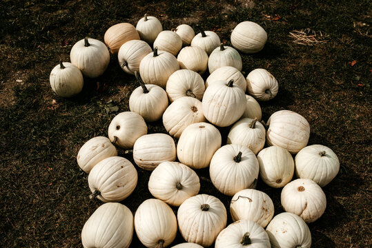 group of white pumpkins