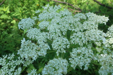 Thick forest shrubbery