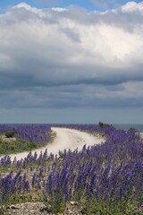 Naklejka premium Nature reserve Holmhällar at Gotland, Sweden