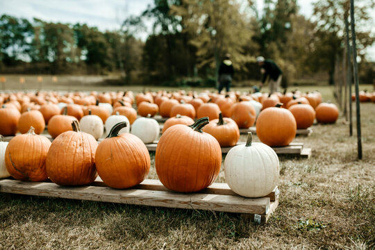 pumpkins at market