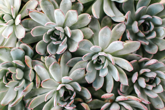 Closeup of potted succulents