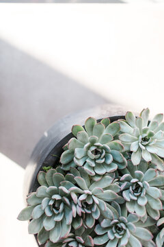 Potted succulents on light-streaked table