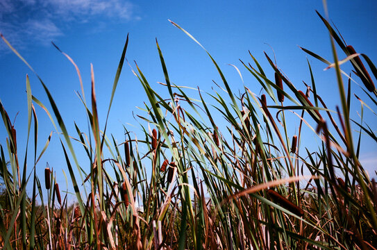 Cattail grass