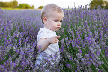 Baby girl showing the lavender field with finger, feeling nature.  Cute little child walking on purple lavender blossom meadow field, sniffing flowers, play, enjoy aroma.