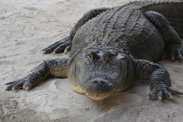 CROCODILE ON THE BEACH.