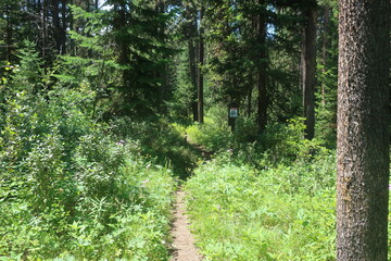 Trees in an overgrown forest path