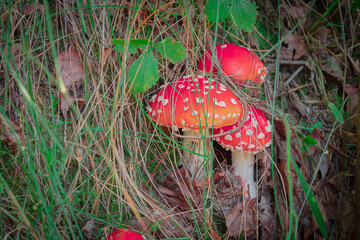 small red mushrooms amanita in the grass in the forest
