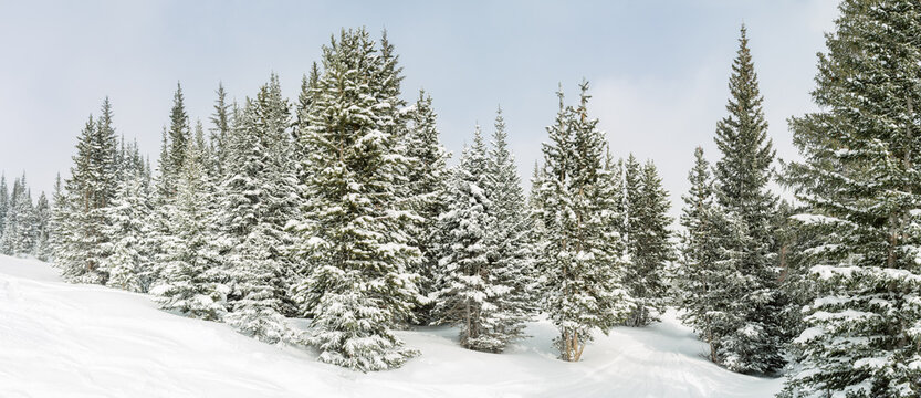Panorama of snow covered pine trees in winter