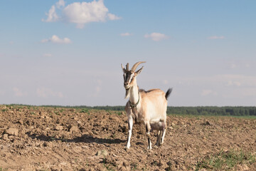 one goat walks through the plowed field, free choice of animals