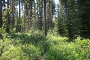 Fototapeta na wymiar Trees in an overgrown forest path
