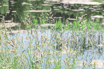 tall green grass near the pond, soft focus
