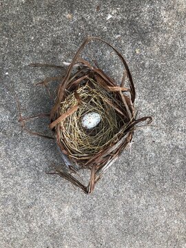 Nest with bird egg