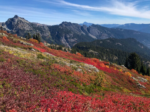Cascades in autumn, bright red huckleberry in foreground, near Snoqualmie Pass, Washington