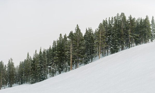 Snow covered pine trees on a snowy slope in winter