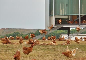 glückliche Hühner auf dem Bauernhof