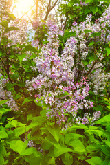 Common lilac (Liliac)