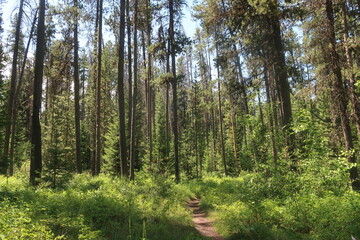 Fototapeta na wymiar Trees in an overgrown forest path
