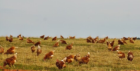glückliche Hühner auf dem Bauernhof © Cornelia Scheidt