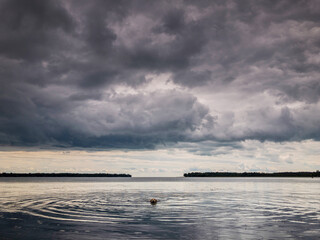 Dog Swims with Storm Clouds Over Lake
