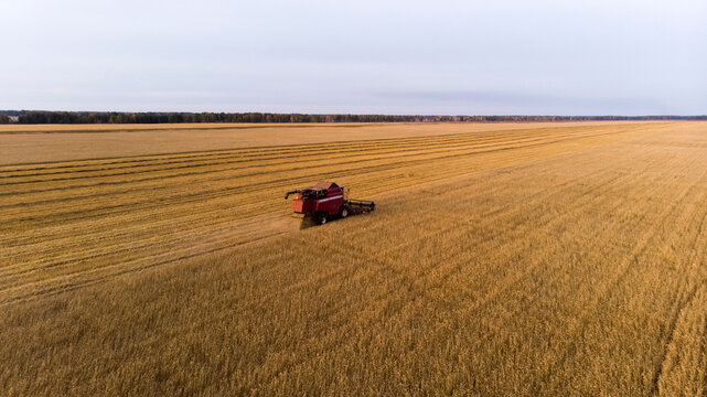 Combine harvester collecting ripe crop in field during overcast weather
