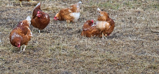 gl&uuml;ckliche H&uuml;hner auf dem Bauernhof