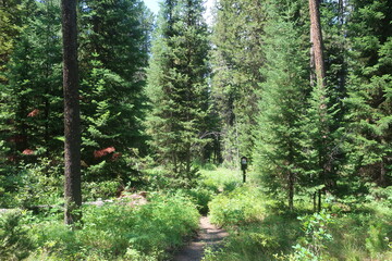 Trees in an overgrown forest path