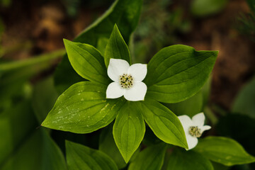 Bunchberry Flower