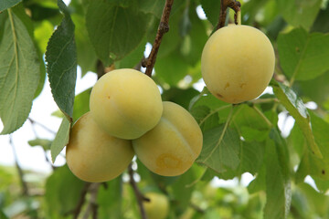 Prune Reine Claude dans l'arbre