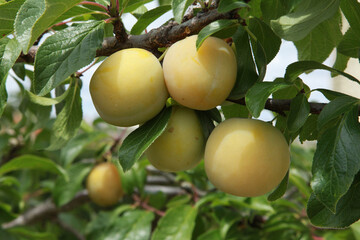 Prune Reine Claude dans l'arbre